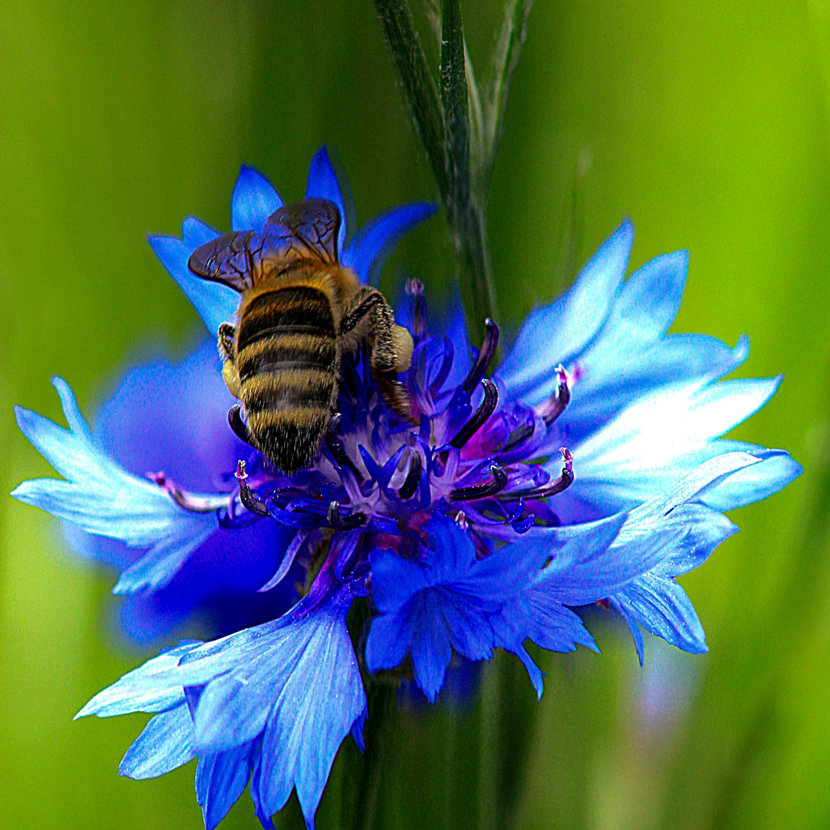 Biene auf Kornblume — Makrofotografie