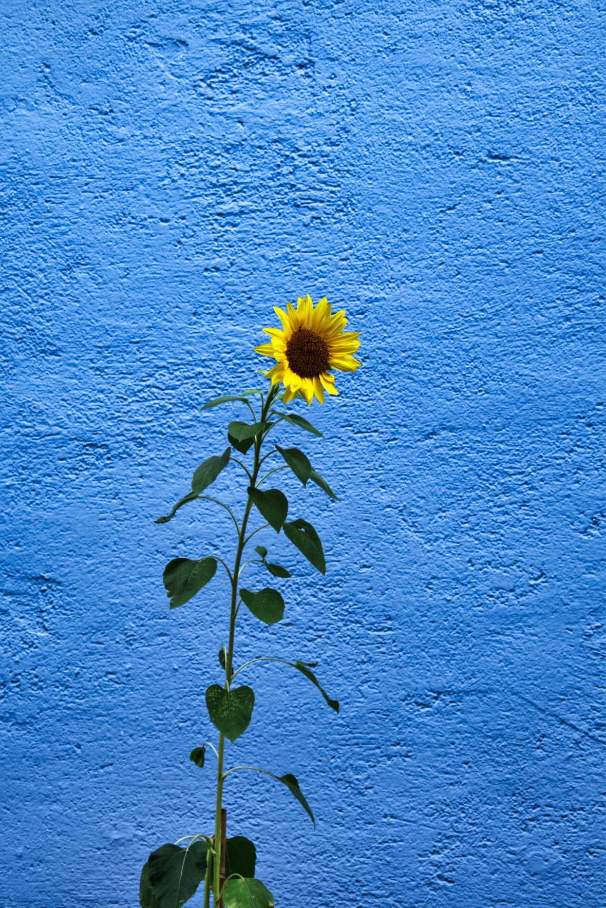 Sonnenblume vor blauer Wand